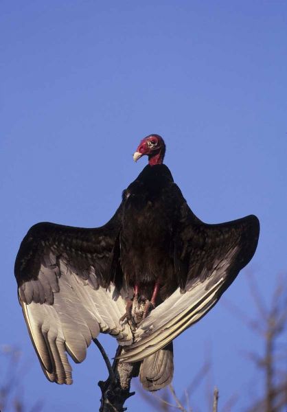 FL, Everglades NP Turkey vulture on dead tree